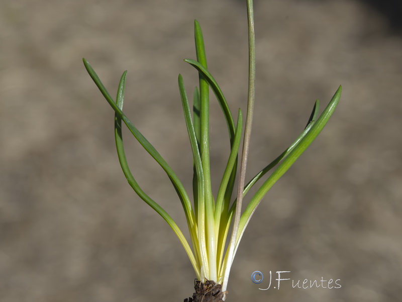 Scilla autumnalis.12