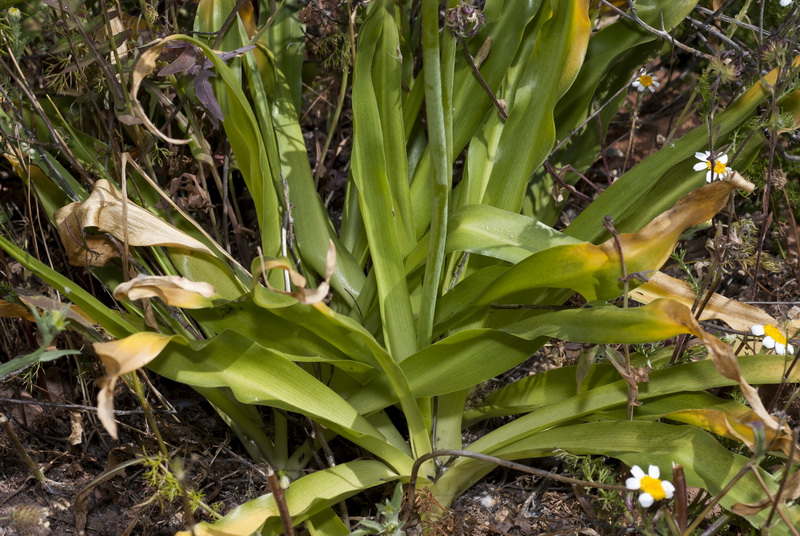Scilla hyacinthoides.03