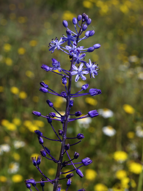 Scilla hyacinthoides.04