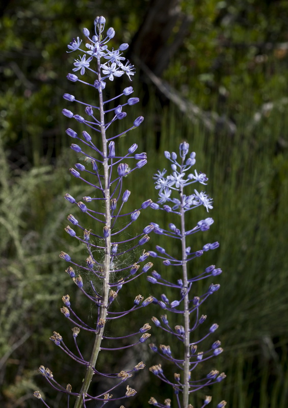 Scilla hyacinthoides.05