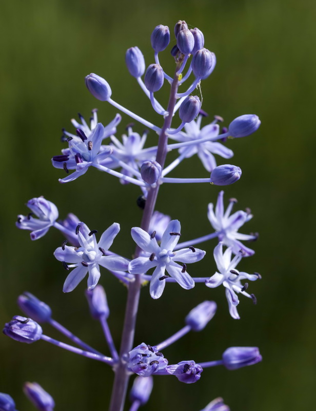 Scilla hyacinthoides.06