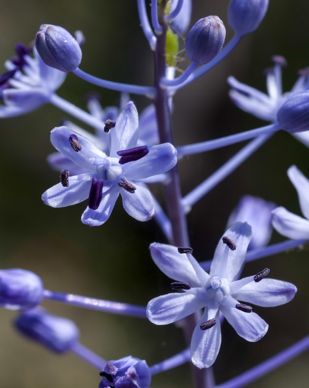 Scilla hyacinthoides.07