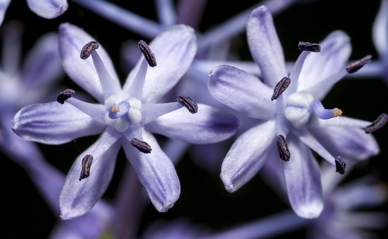 Scilla hyacinthoides.11