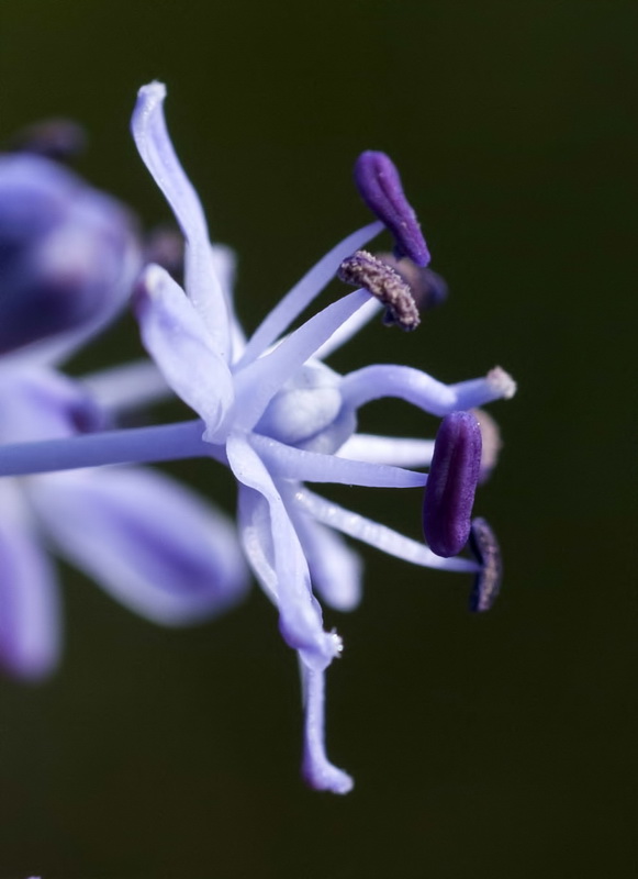 Scilla hyacinthoides.13