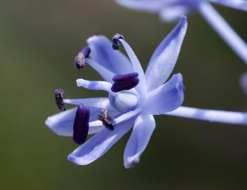 Scilla hyacinthoides.15