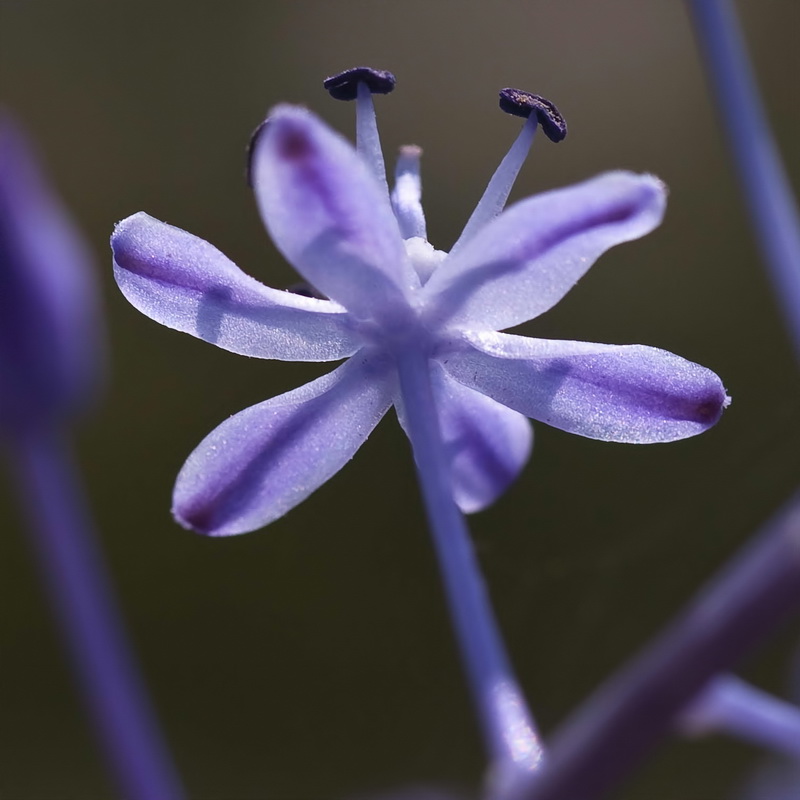 Scilla hyacinthoides.18