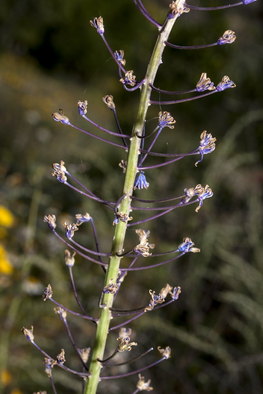Scilla hyacinthoides.20