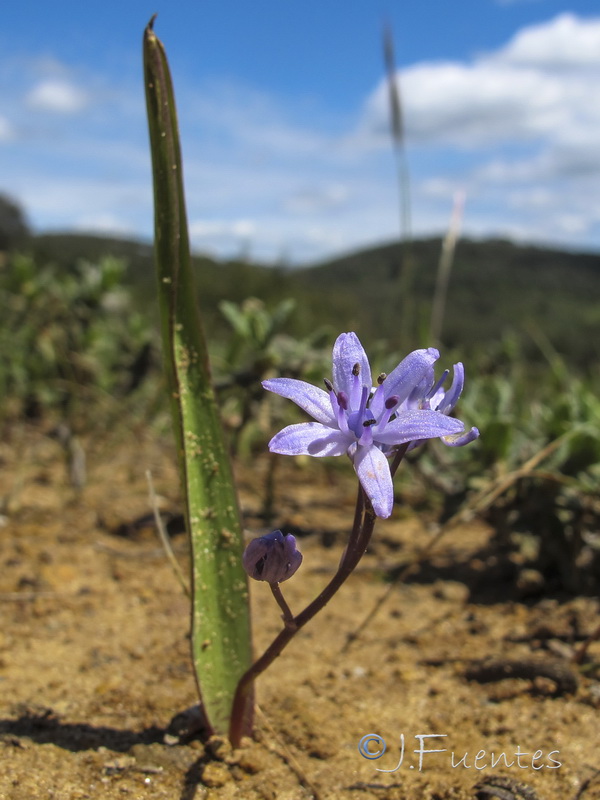 Scilla monophyllos.03