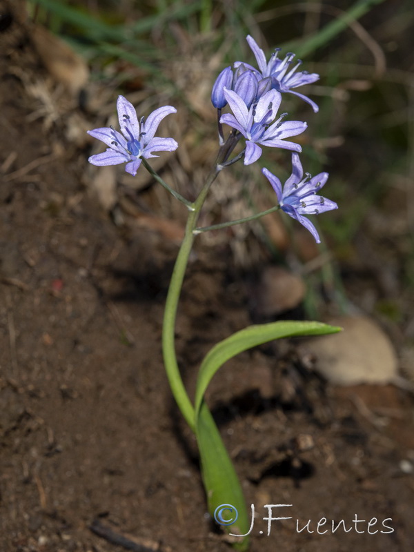 Scilla monophyllos.08