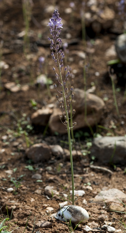 Scilla obtusifolia.01