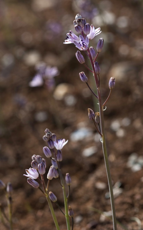 Scilla obtusifolia.02