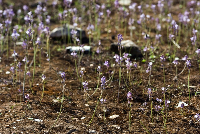 Scilla obtusifolia.03