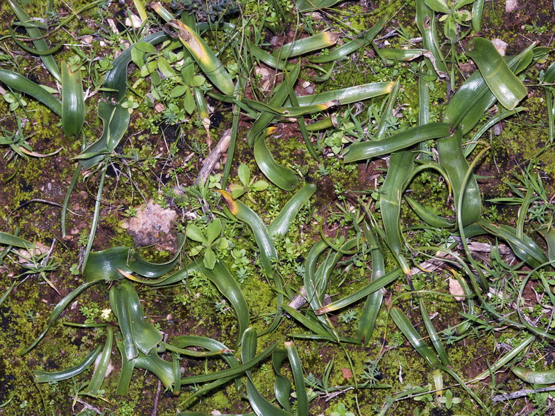 Scilla obtusifolia.04