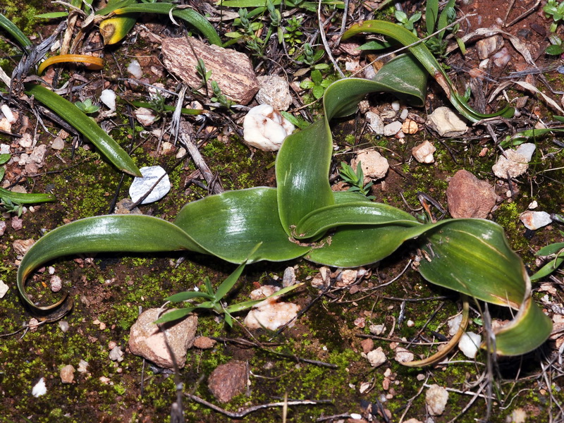 Scilla obtusifolia.05