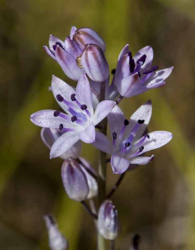 Scilla obtusifolia.06