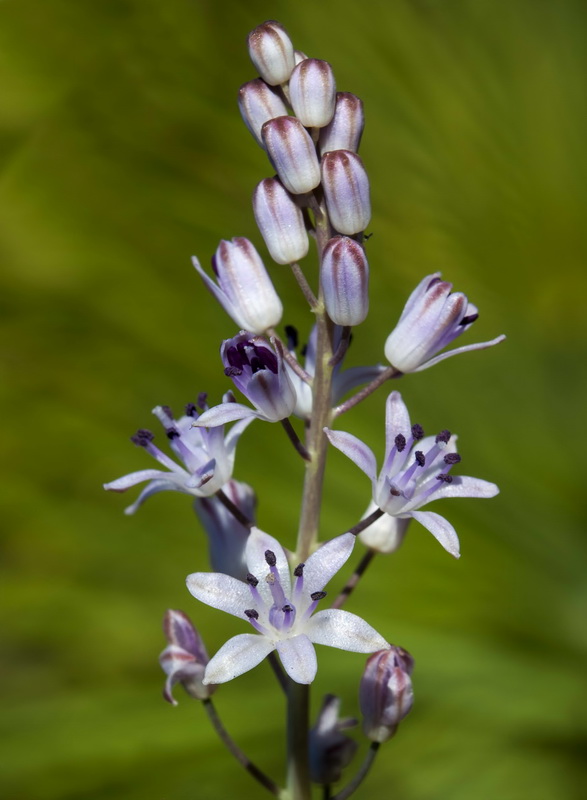 Scilla obtusifolia.07