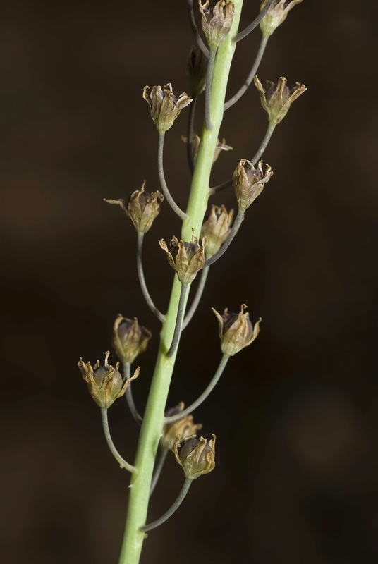 Scilla obtusifolia.13
