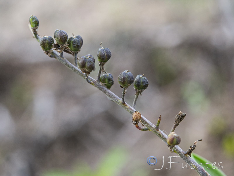 cilla obtusifolia.18