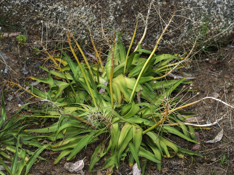 Scilla peruviana.03