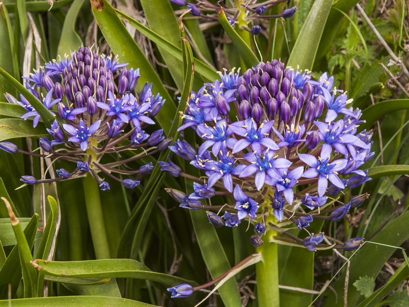 Scilla peruviana.12