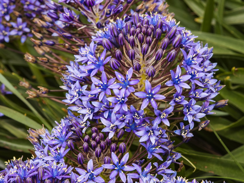 Scilla peruviana.16