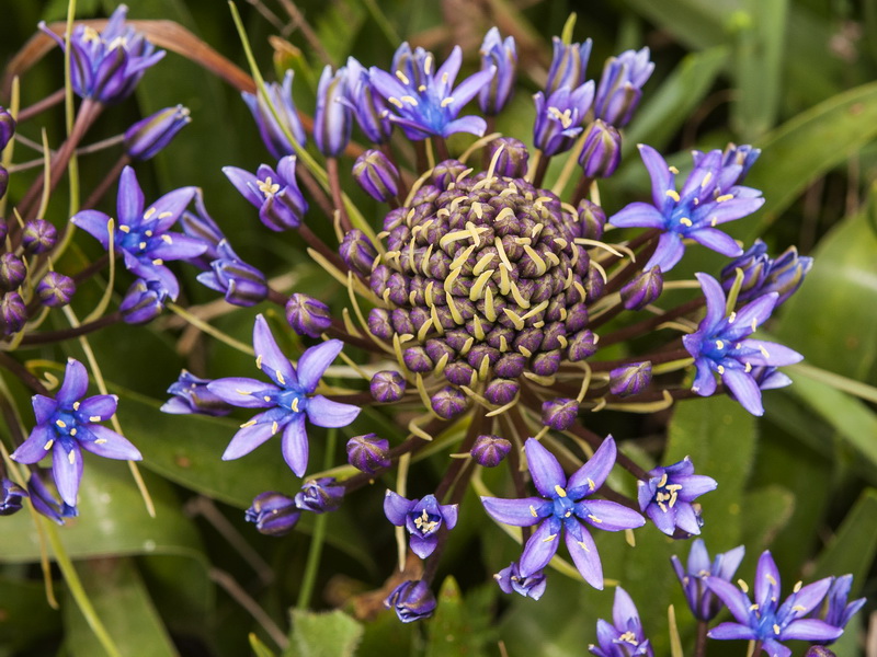 Scilla peruviana.18