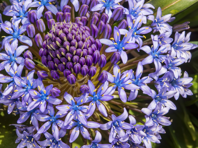 Scilla peruviana.20