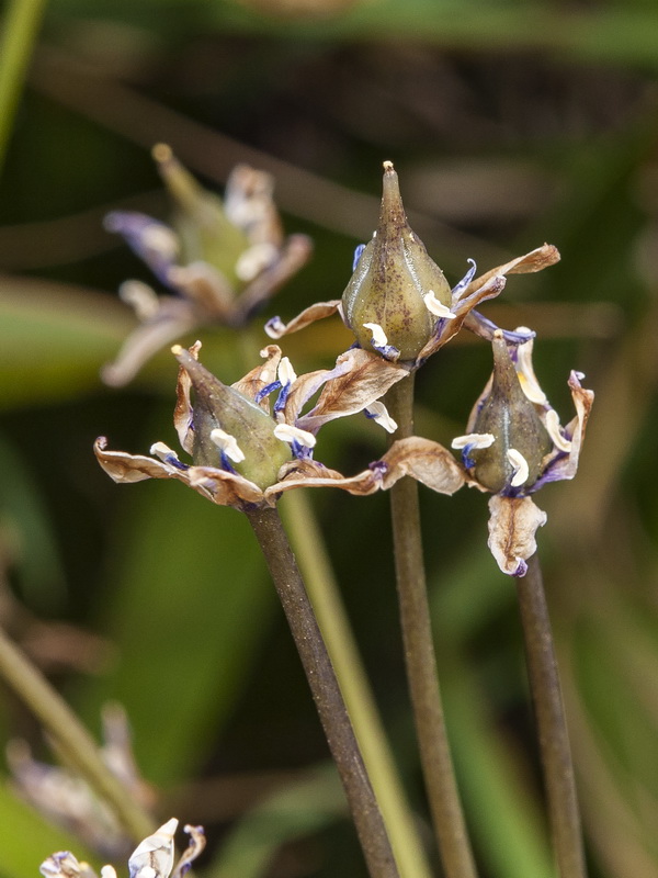 Scilla peruviana.24