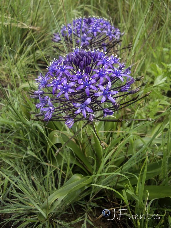 Scilla peruviana.30