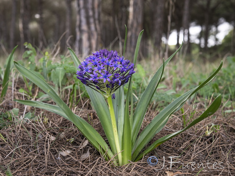 Scilla peruviana.01