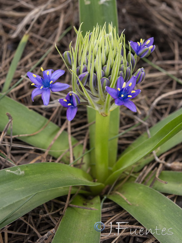 Scilla peruviana.02