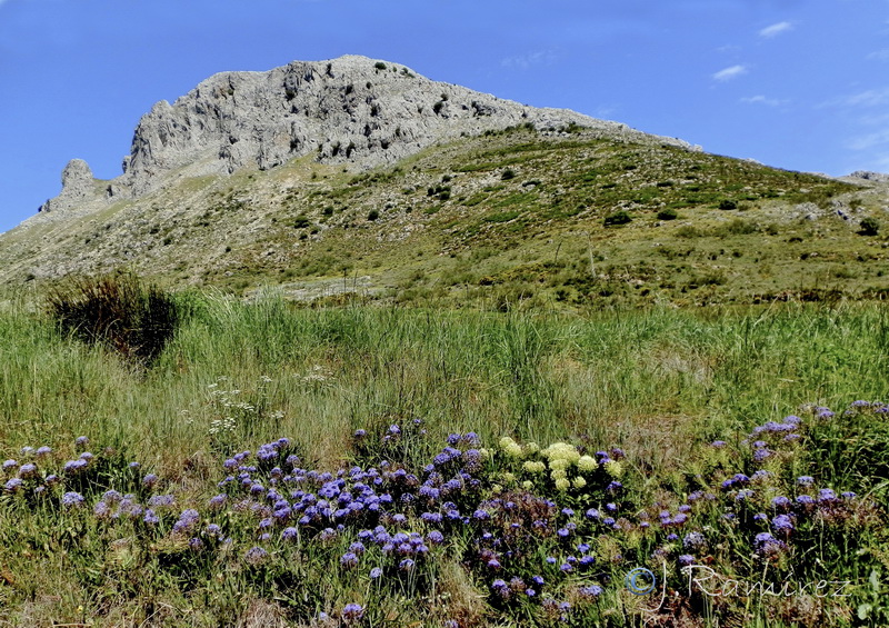 Scilla peruviana40