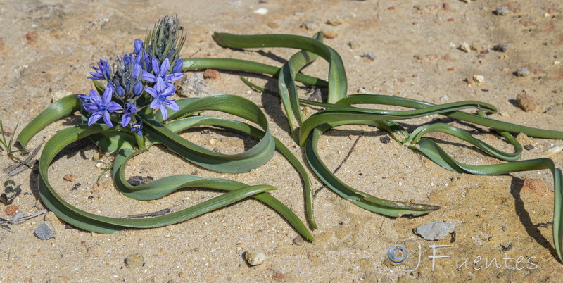 Scilla verna ramburei04