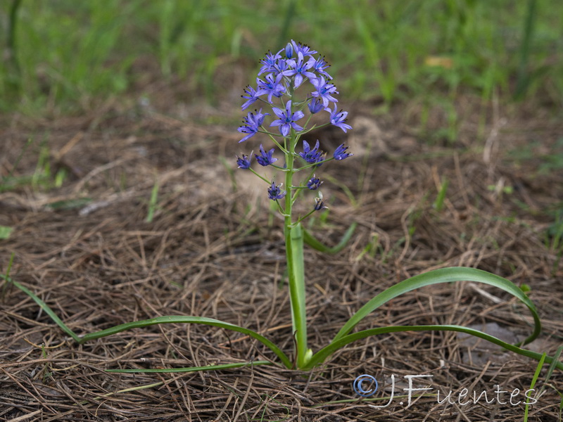 Scilla verna ramburei05