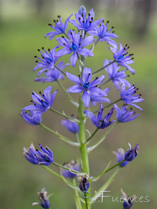 Scilla verna ramburei08