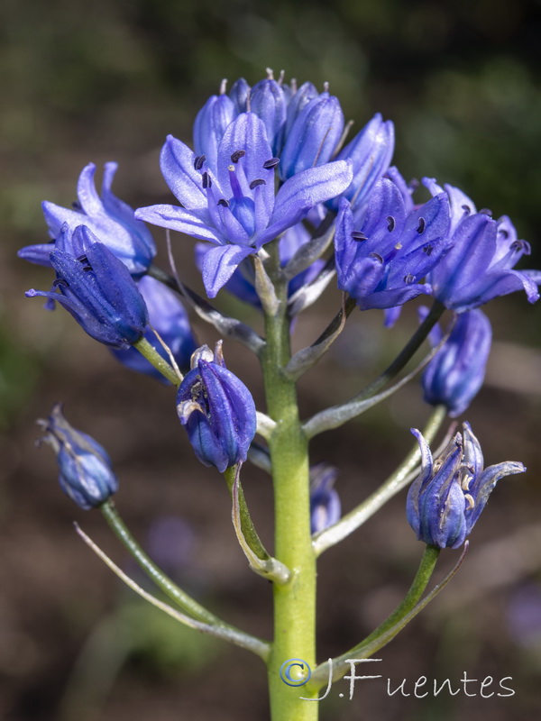 Scilla verna ramburei10