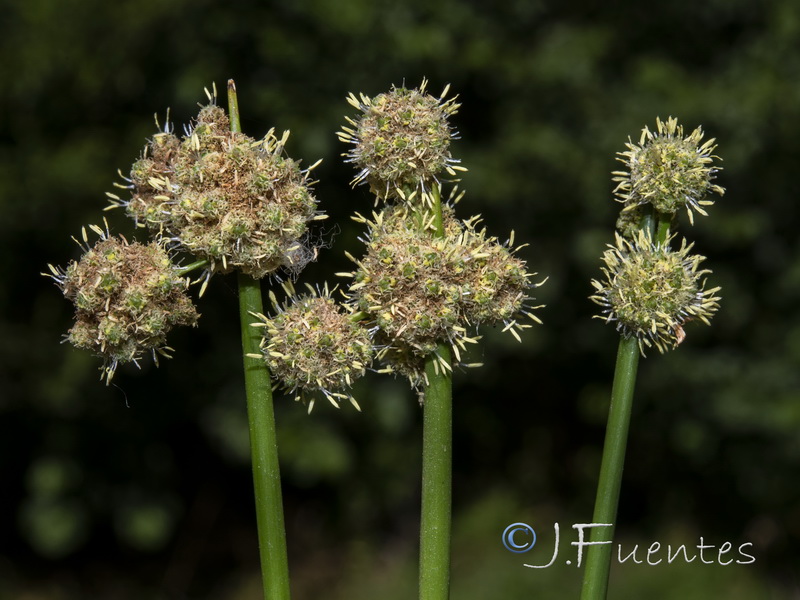 Scirpoides holoschoenus.02
