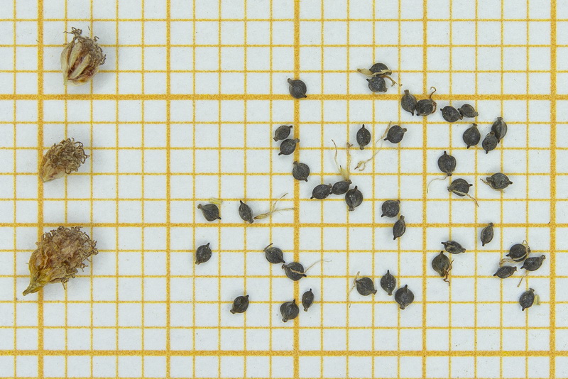 Scirpoides holoschoenus