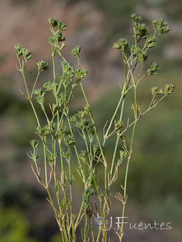 Scleranthus annuus annuus.01