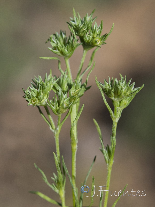Scleranthus annuus annuus.02