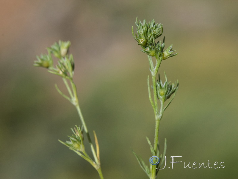 Scleranthus annuus annuus.03