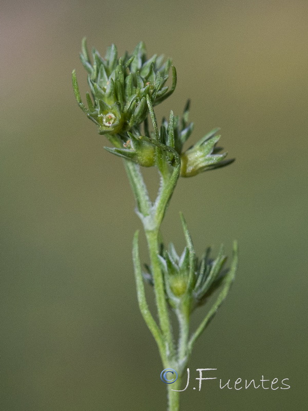 Scleranthus annuus annuus.04