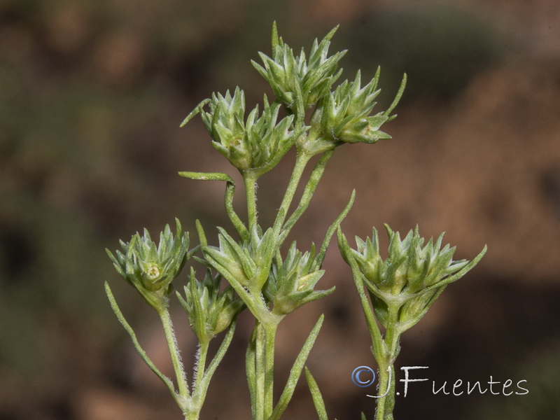 Scleranthus annuus annuus.05