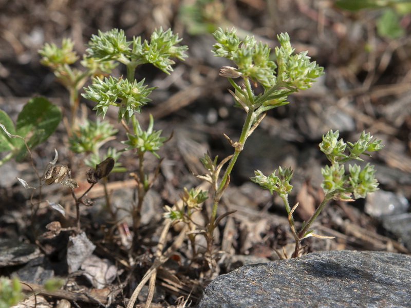 Scleranthus annuus annuus.06
