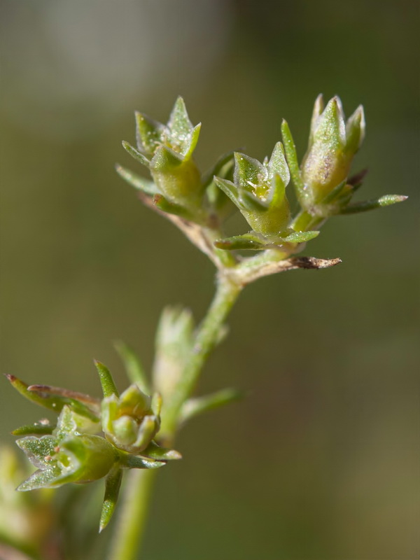Scleranthus annuus annuus.14