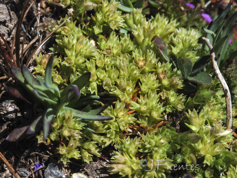 Scleranthus annuus polycarpos.01