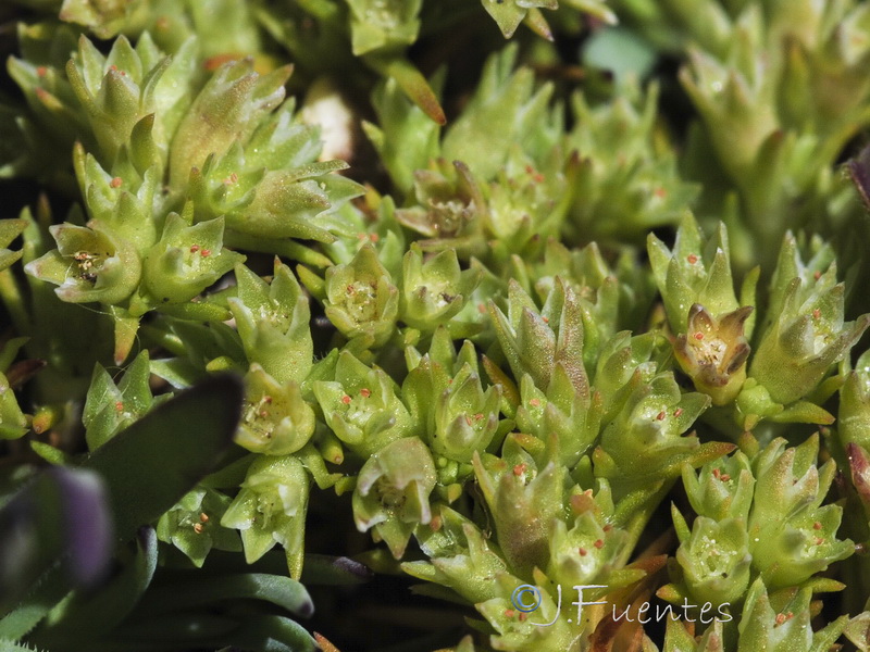 Scleranthus annuus polycarpos.02
