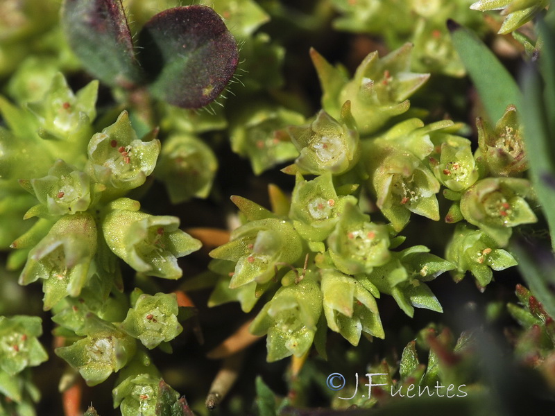 Scleranthus annuus polycarpos.03