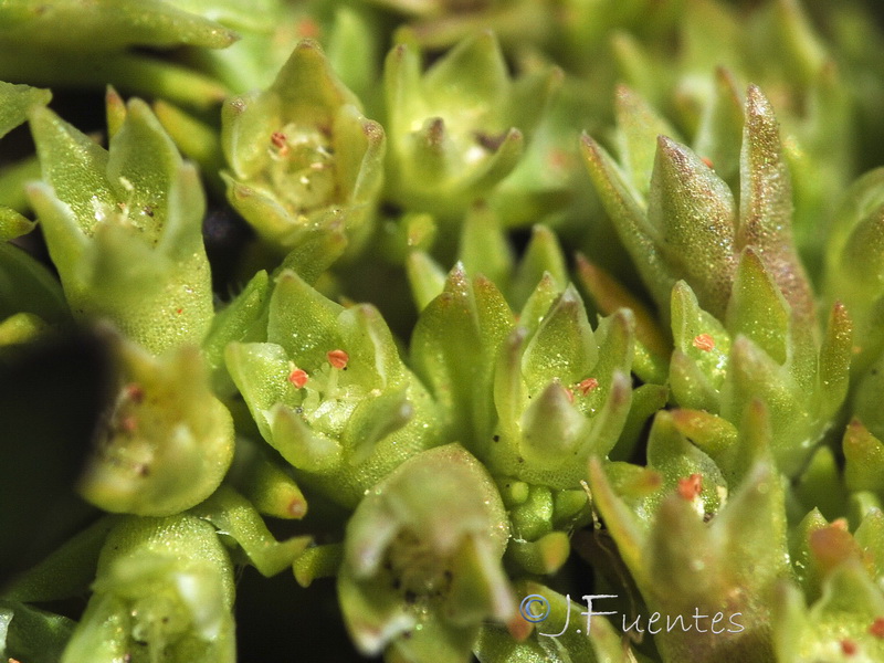 Scleranthus annuus polycarpos.04