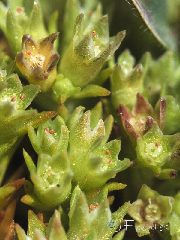 Scleranthus annuus polycarpos.05